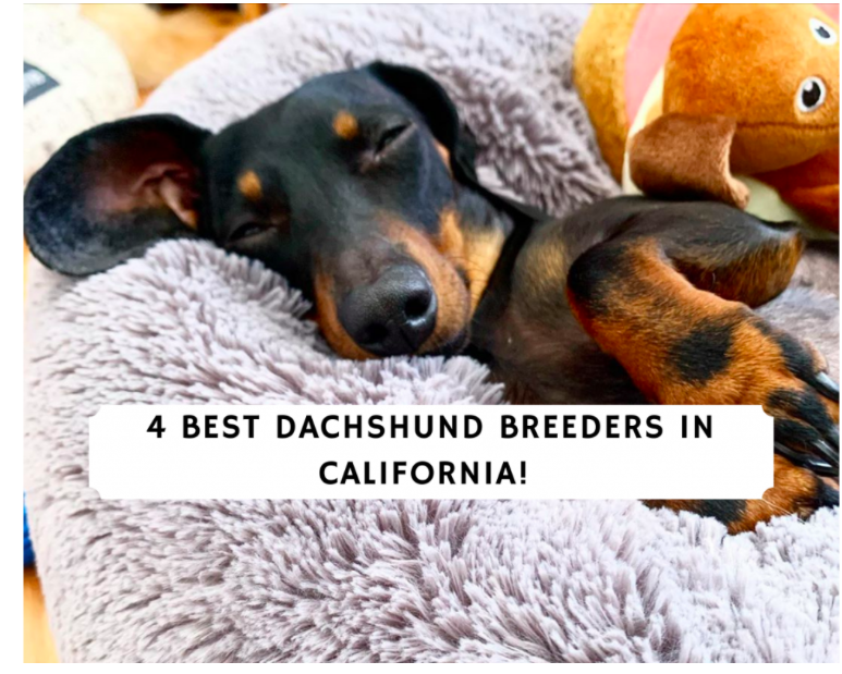 Best Dachshund - DeLorenzo Dachshund