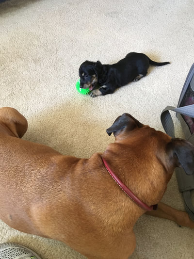 best puppy in cali - DeLorenzo Dachshunds