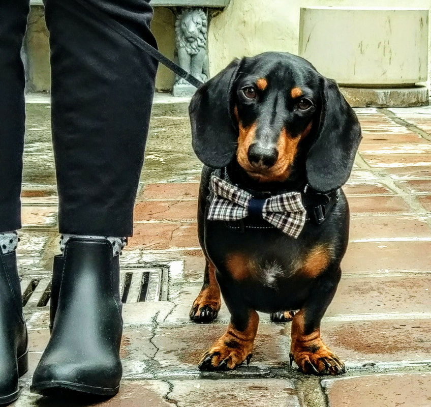 dog by black boots on a leash