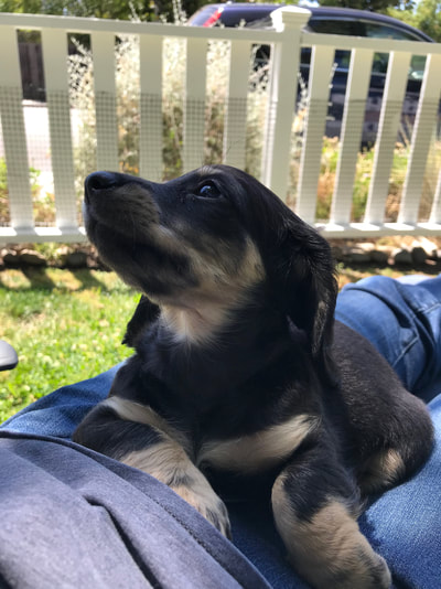 buy a puppy in cali - DeLorenzo Dachshunds