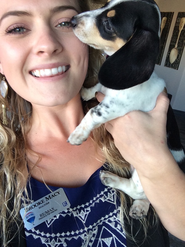 cute buy for sale - DeLorenzo Dachshunds