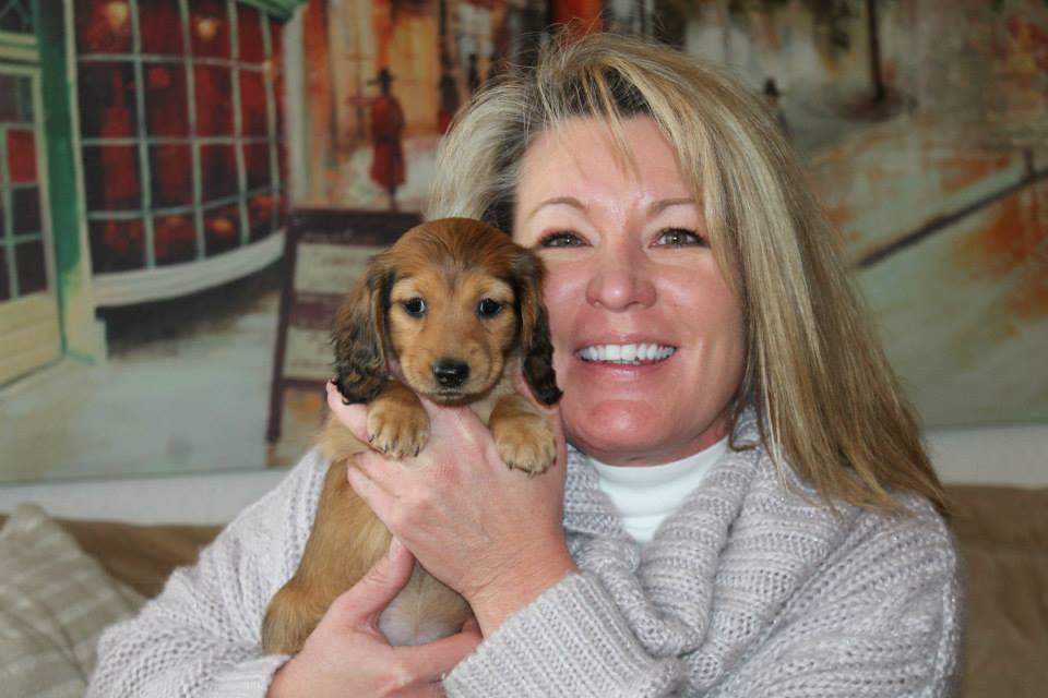 dog for sale near me - DeLorenzo Dachshunds