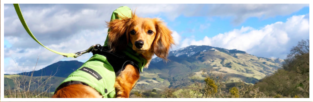 dog in mountians - DeLorenzo Dachshunds