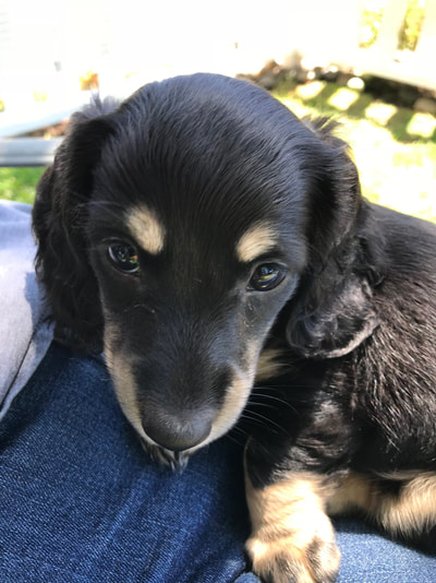 get a puppy in cali - DeLorenzo Dachshunds