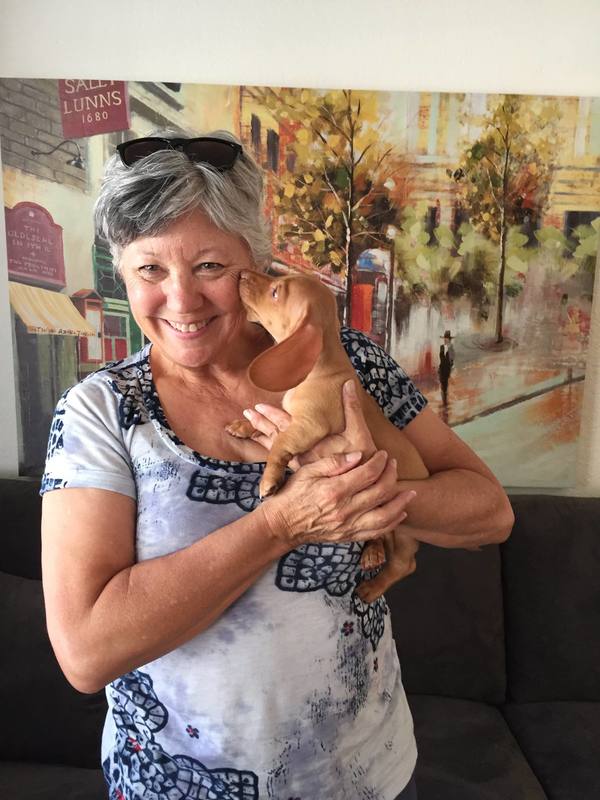good dog for sale in cali - DeLorenzo Dachshundswom