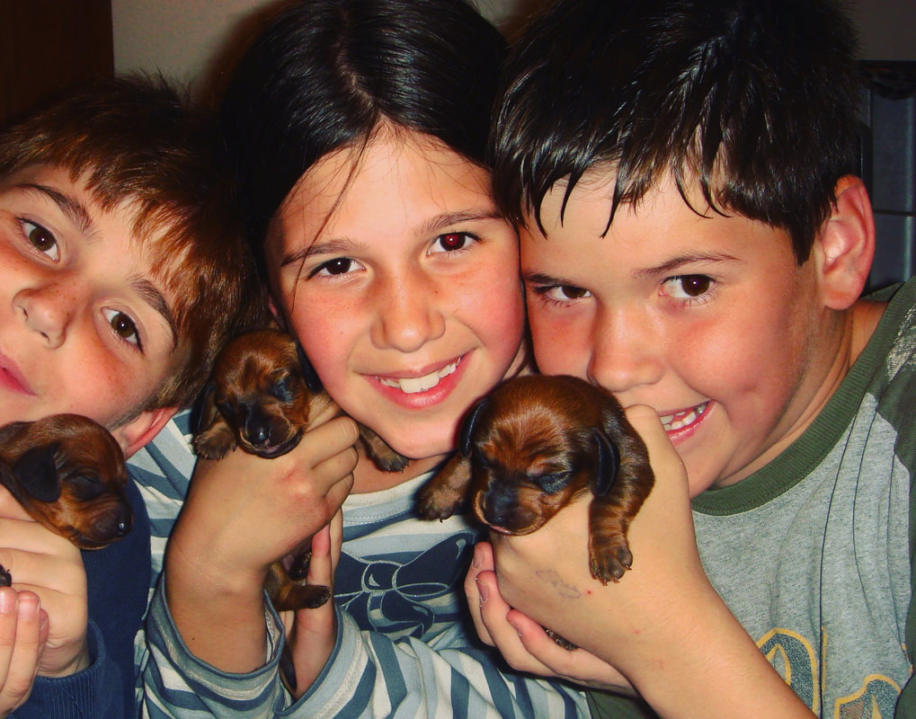 kids puppies - DeLorenzo Dachshunds