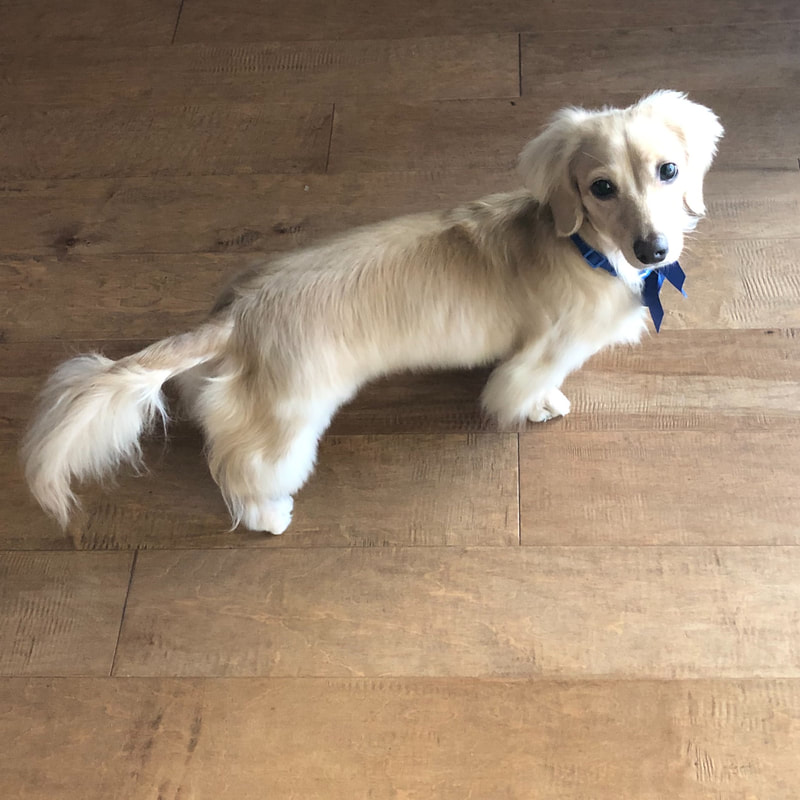 Lord Darcy puppy - DeLorenzo Duchshunds