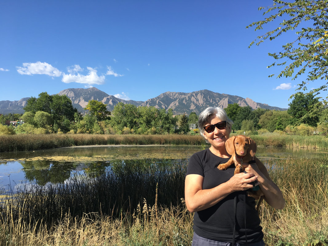 perfect puppy for sale in cali - DeLorenzo Dachshunds