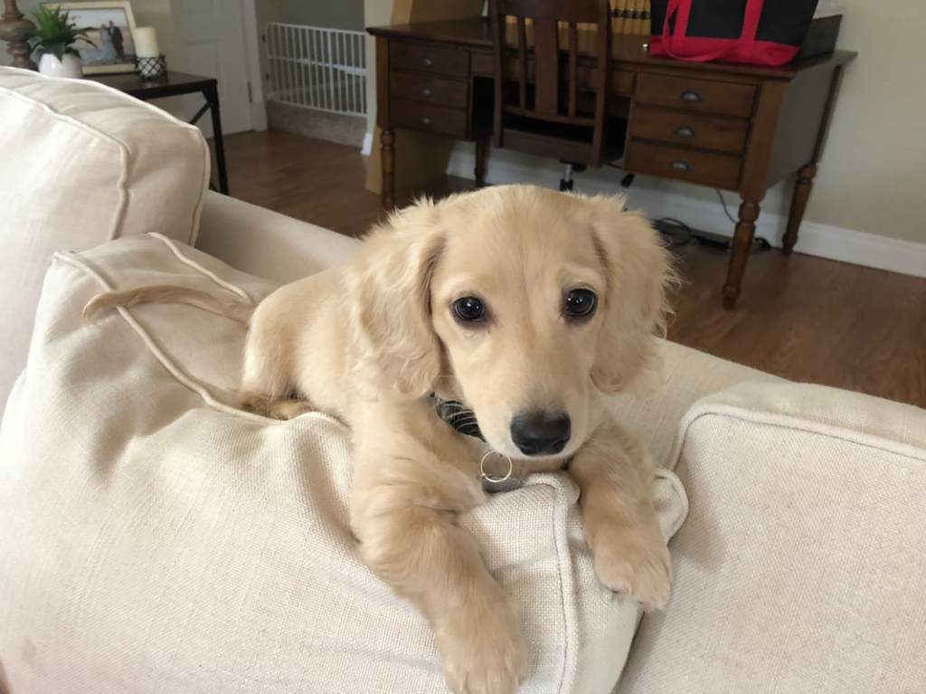 puppy for sale in Cali - DeLorenzo Duchshunds