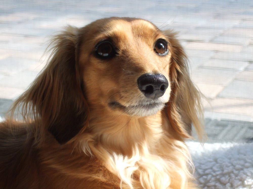 puppy review on Gracie - DeLorenzo - Duchshunds