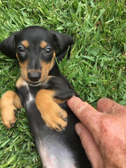 southern cali dog - DeLorenzo Dachshunds