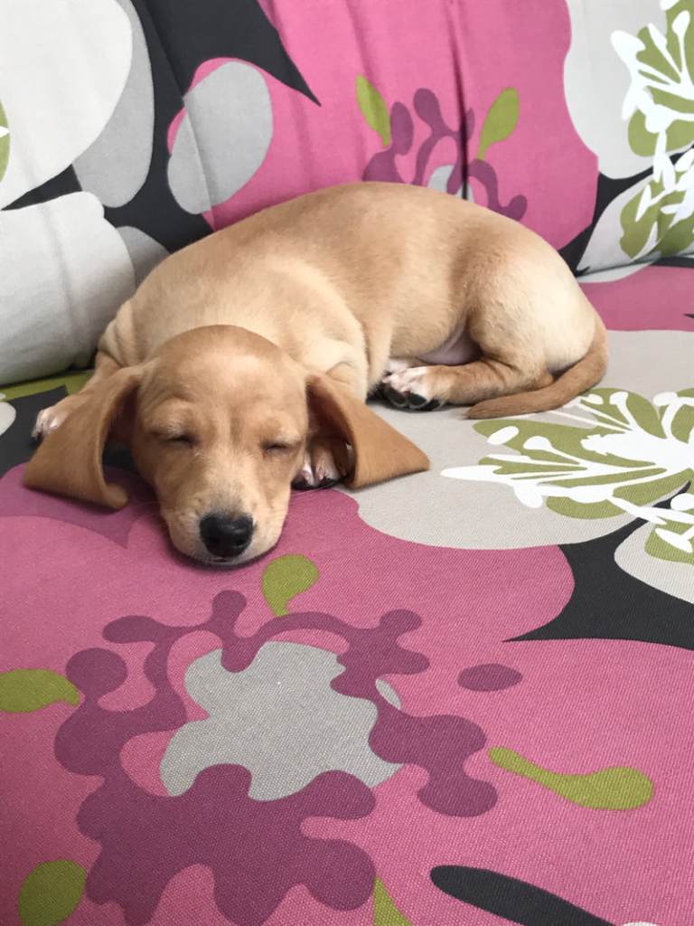 southern california good dog - DeLorenzo Dachshunds