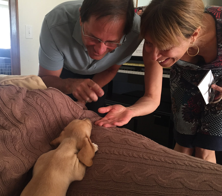 the perfect puppy for you - DeLorenzo Dachshunds