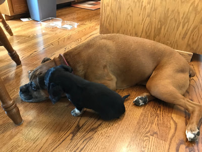 trained puppy for sale - DeLorenzo Dachshunds
