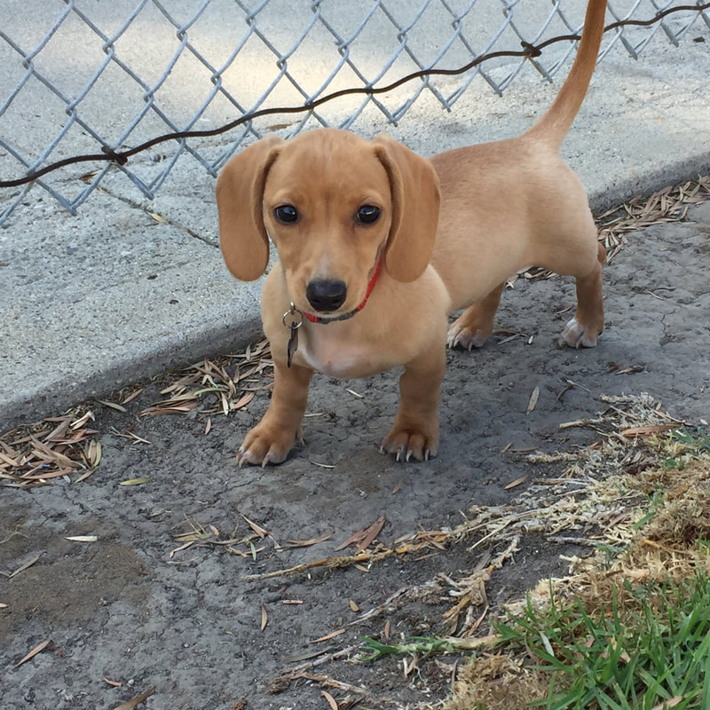 well behaved puppy for sale - DeLorenzo Dachshunds