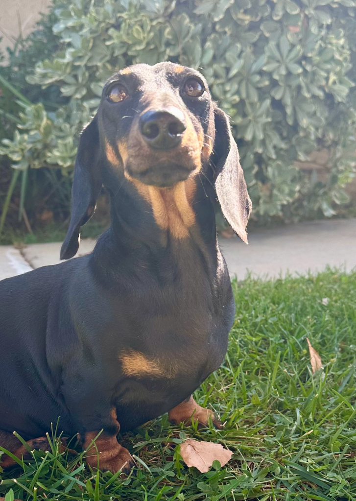 Female Dachshund Puppies for Sale – DeLorenzo Dachshunds
