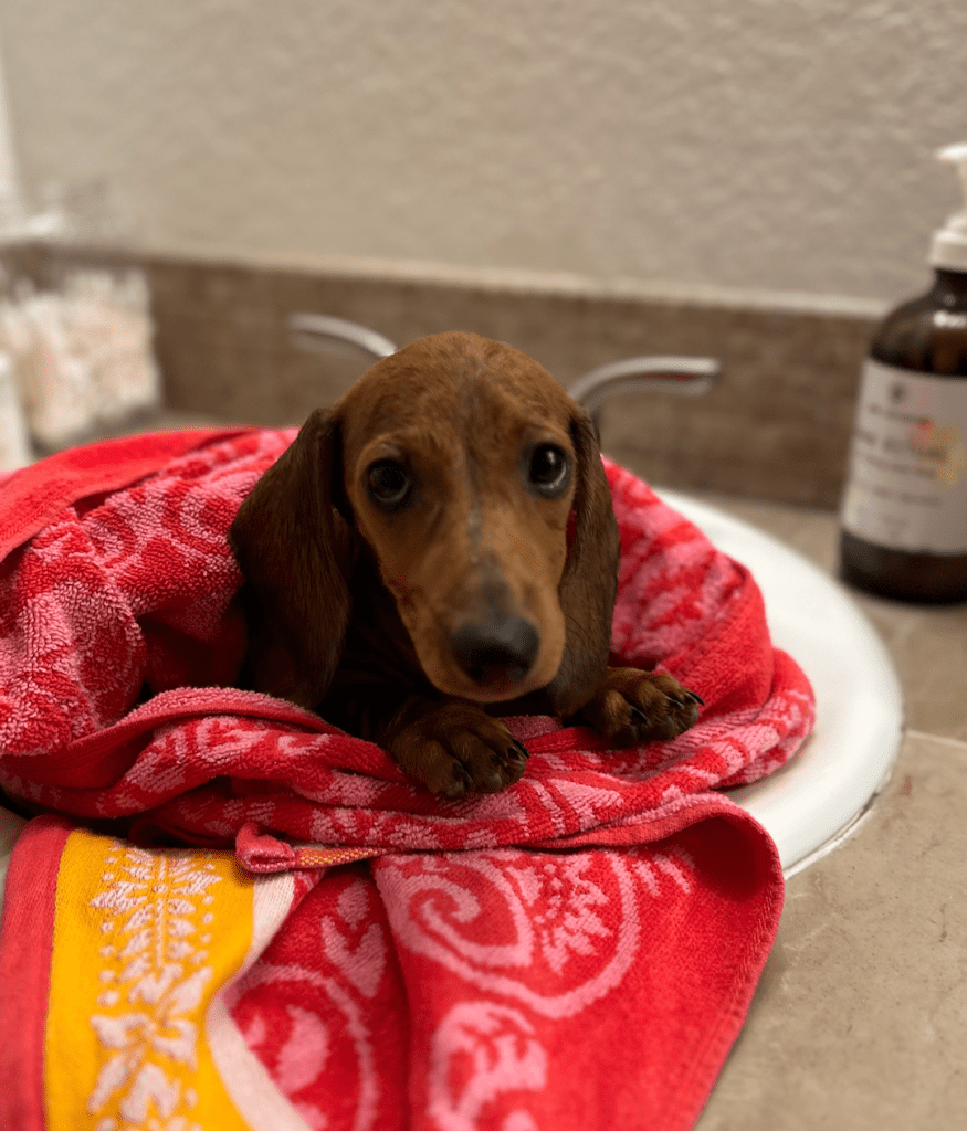 Girl Dachshund Puppies Available – DeLorenzo Dachshunds
