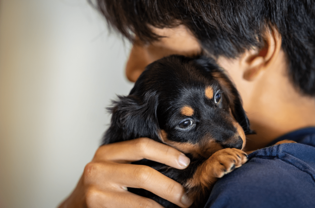 cali dog - delorenzo dachshund