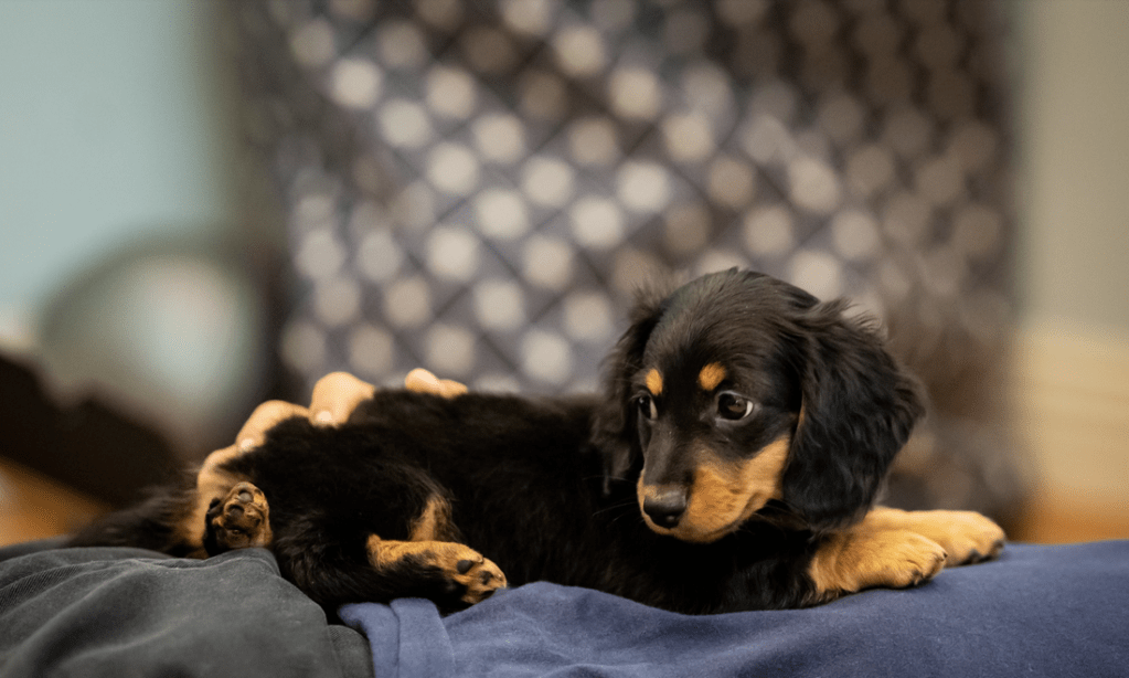 cali puppy - delorenzo dachshund