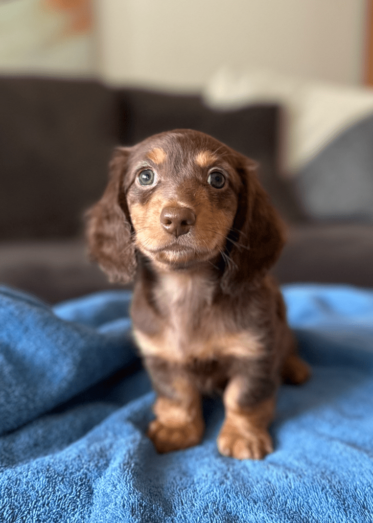 cali puppy for sale - delorenzo dachshund