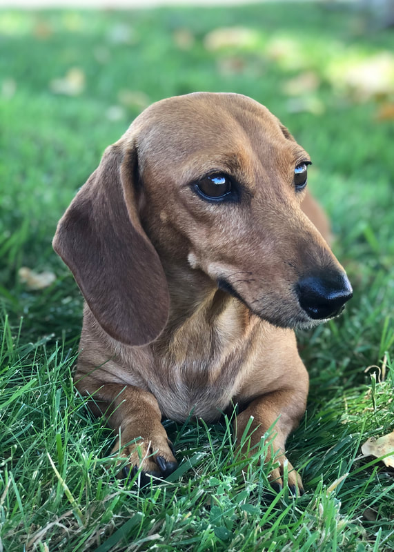 Registered Female Dachshund Papers – DeLorenzo Dachshunds