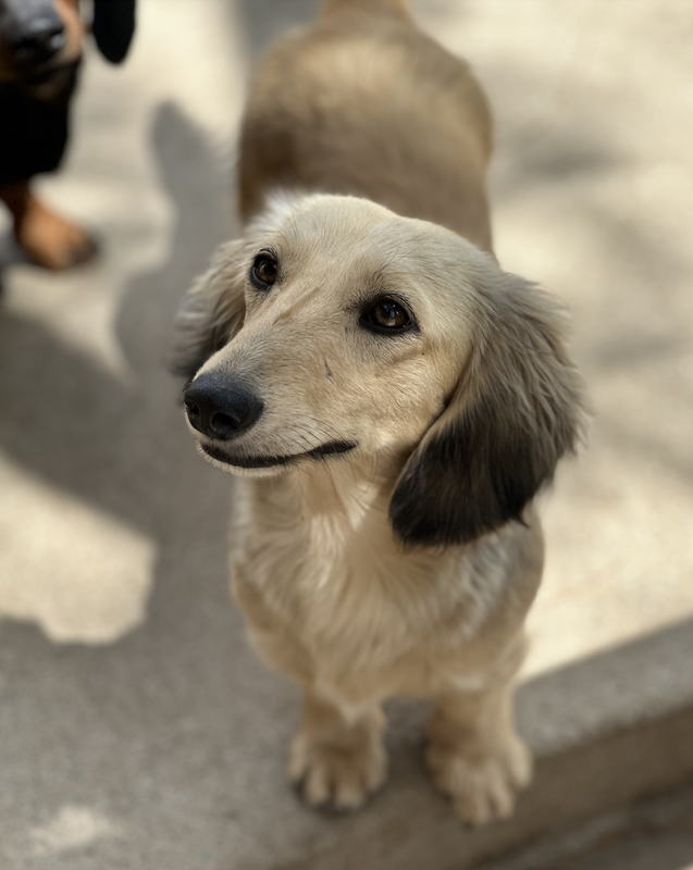 Girl Dachshund Registration Record – DeLorenzo Dachshunds
