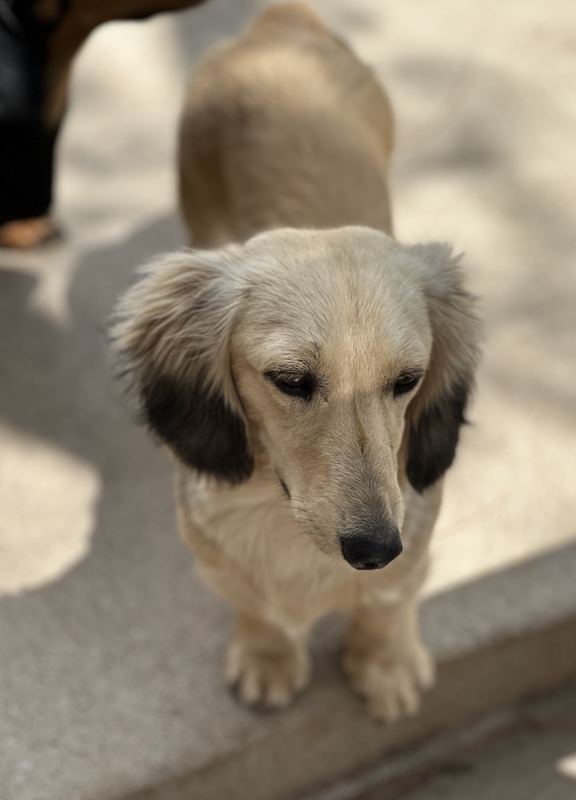 Female Doxie License Documentation  Southern California - DeLorenzo Dachshunds