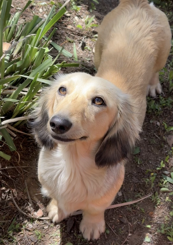 Girl Dachshund Registration Record – DeLorenzo Dachshunds
