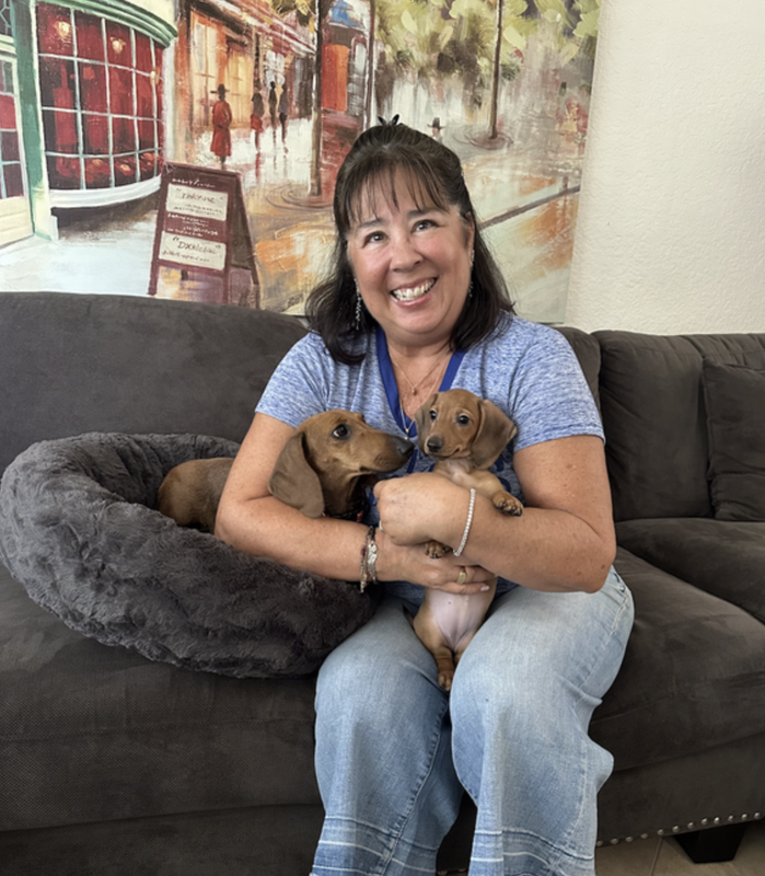 Dachshund Girl Puppies in Southern California – DeLorenzo Dachshunds
