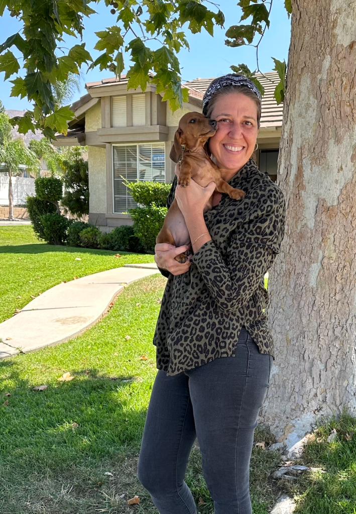 Female Dachshund Puppies for Sale Southern California  - DeLorenzo Dachshunds
