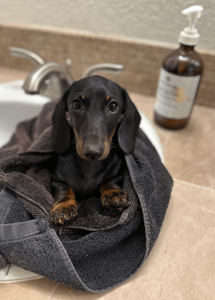 AKC Female Dachshund Puppies Available -  DeLorenzo Dachshunds