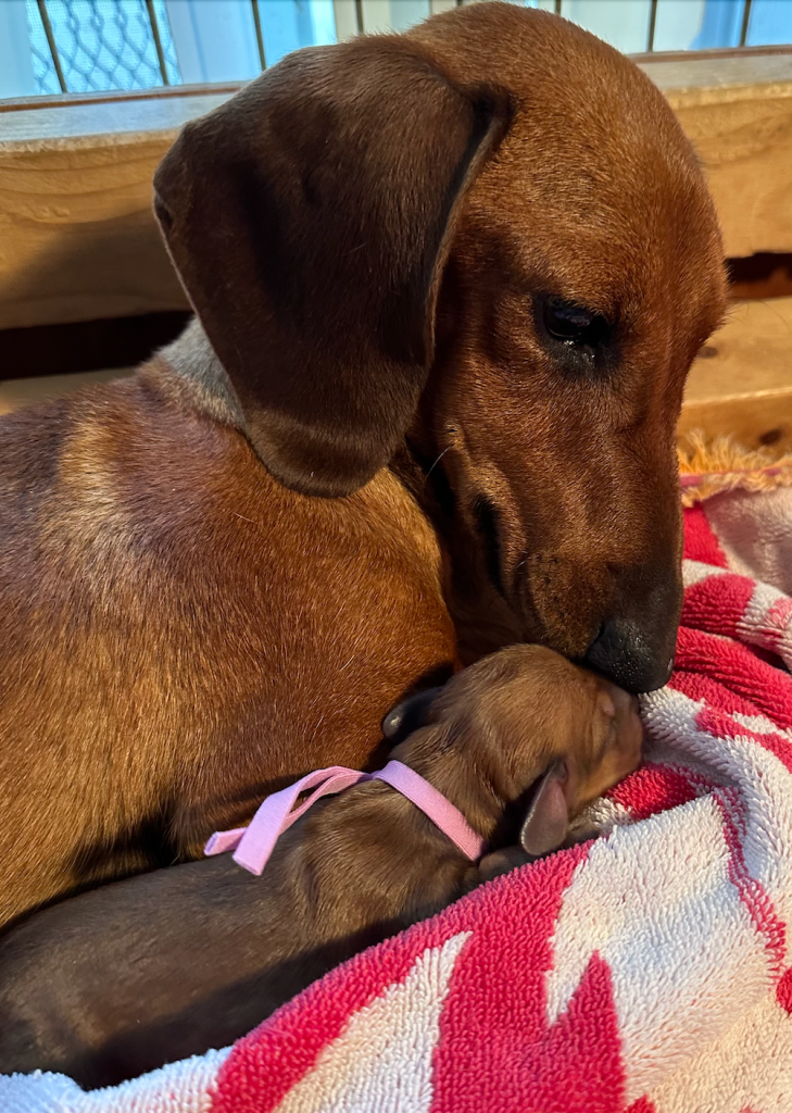 AKC Female Dachshund Puppies for Sale – DeLorenzo Dachshunds
