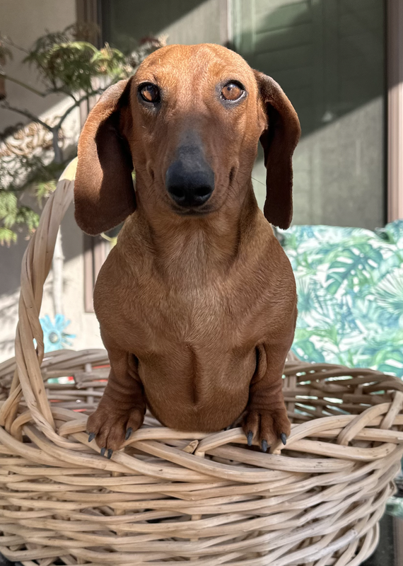 Miniature Female Dachshund Puppies Ready – DeLorenzo Dachshunds
