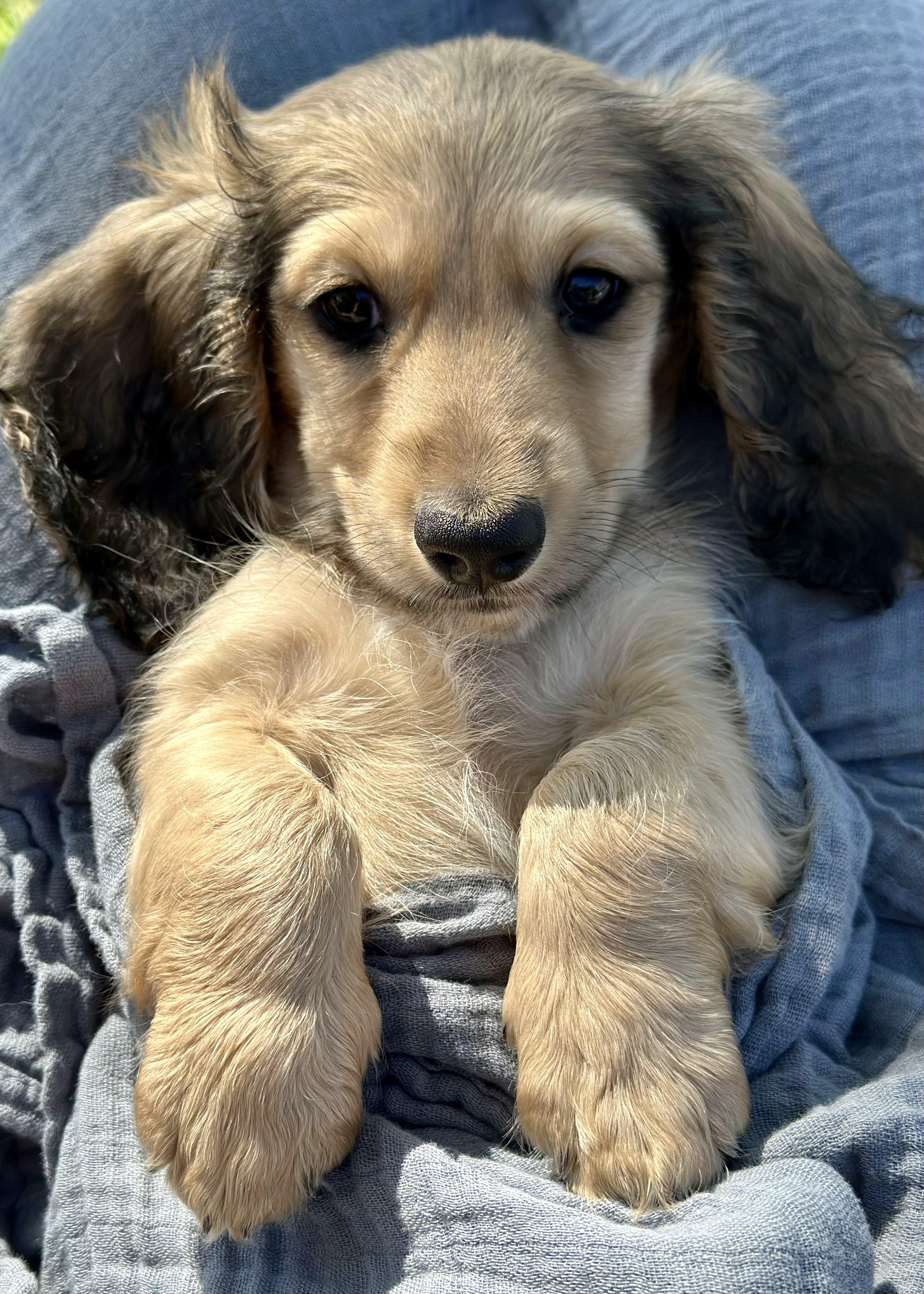 Available AKC Doxies