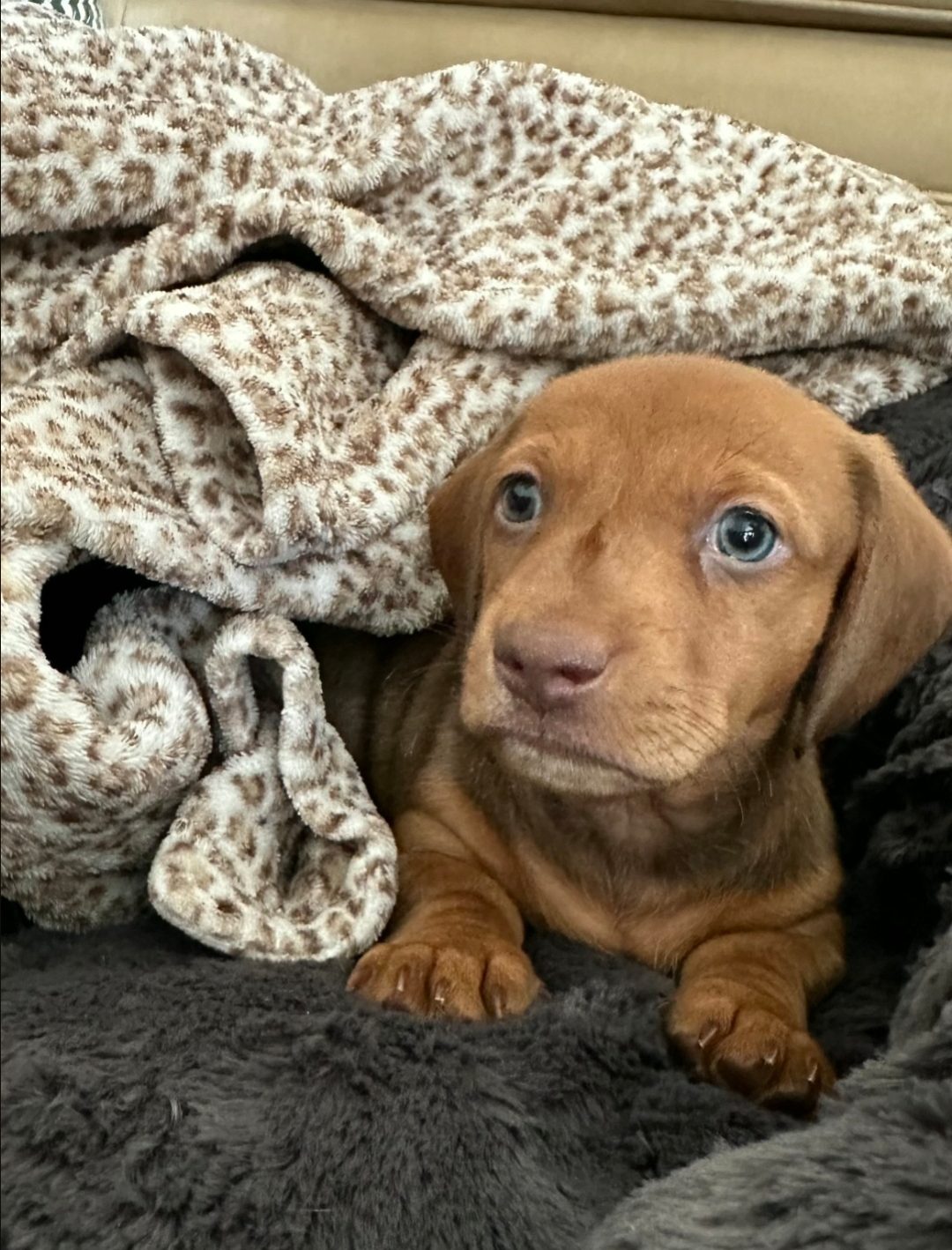brown dog for sale - DeLorenzo Dachshund