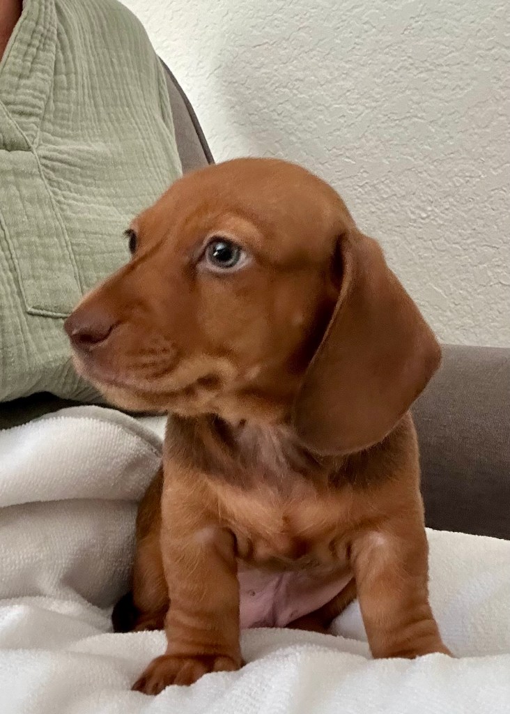 Brown Dog in CA - DeLorenzo Dachshund