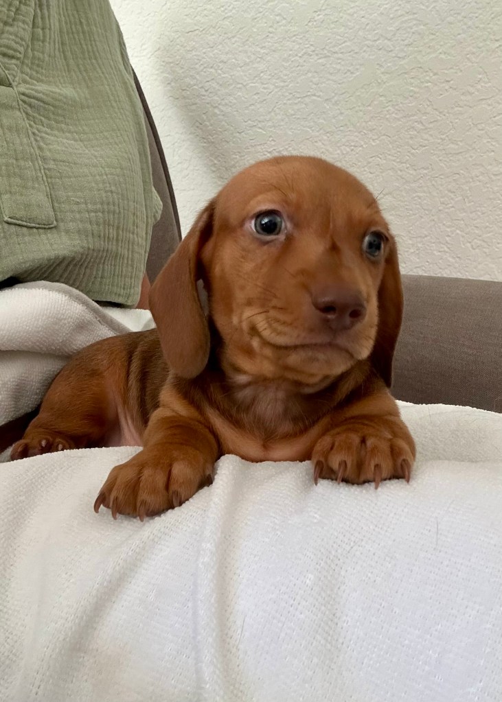 brown puppy - DeLorenzo Dachshund