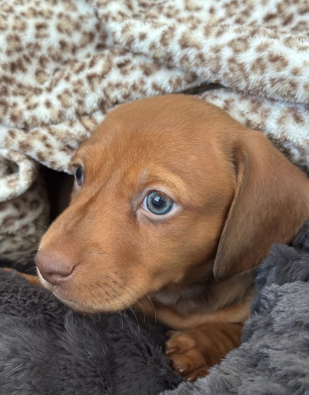 cute dog needs home - DeLorenzo Dachshund