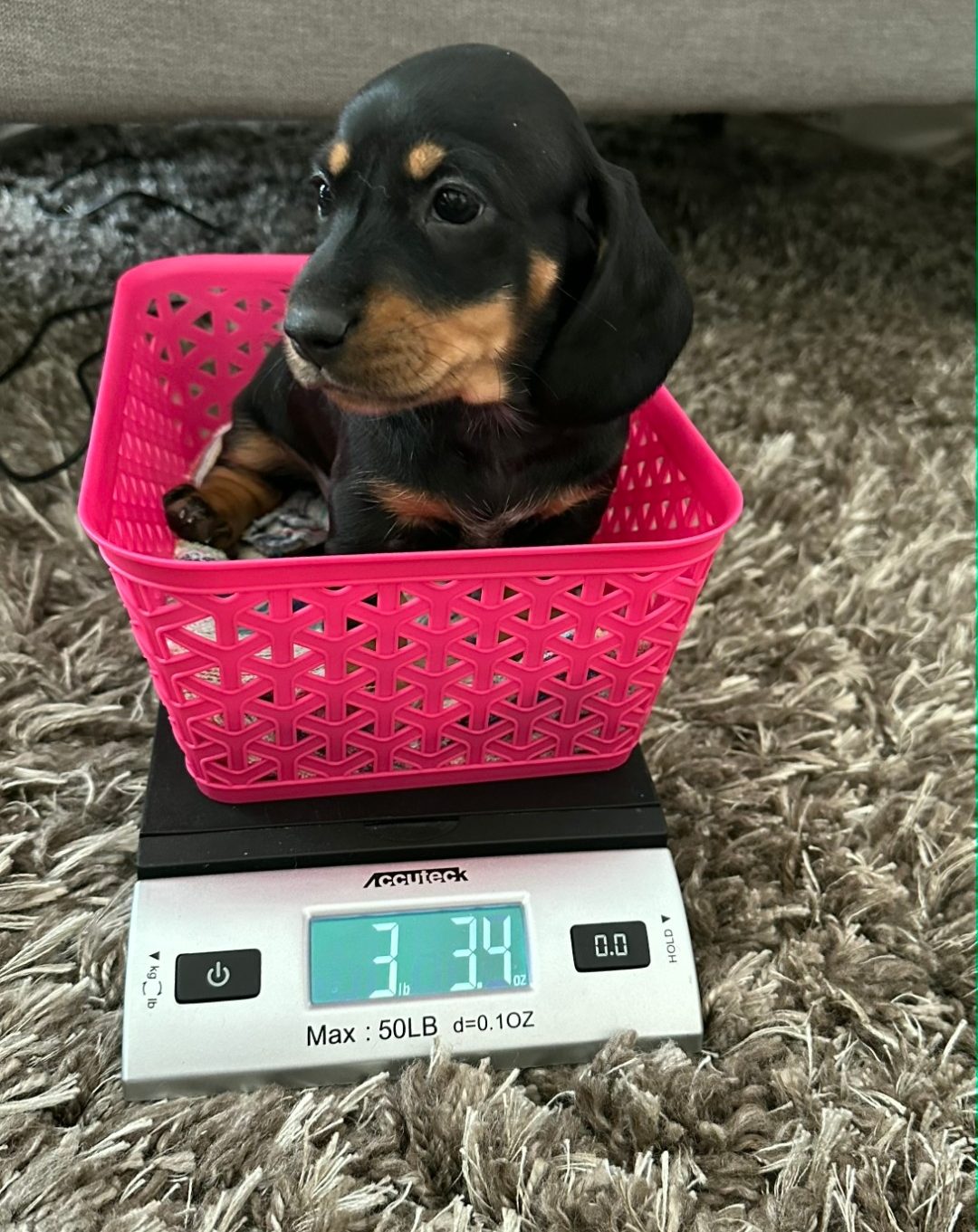 dgos for sale as puppies-DeLorenzo Dachshund