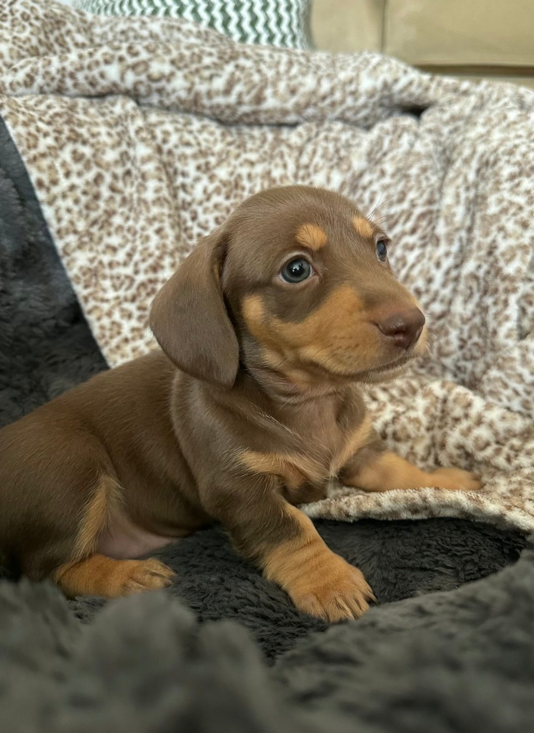 puppy for sale in CA