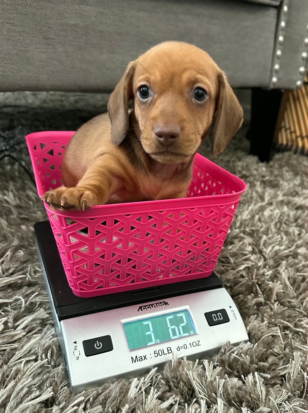 puppy 3 pounds 6 ounces 