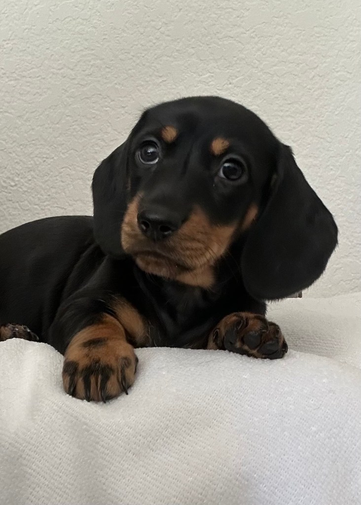 “Joy” - 6 weeks and 1 day old (Reserved)