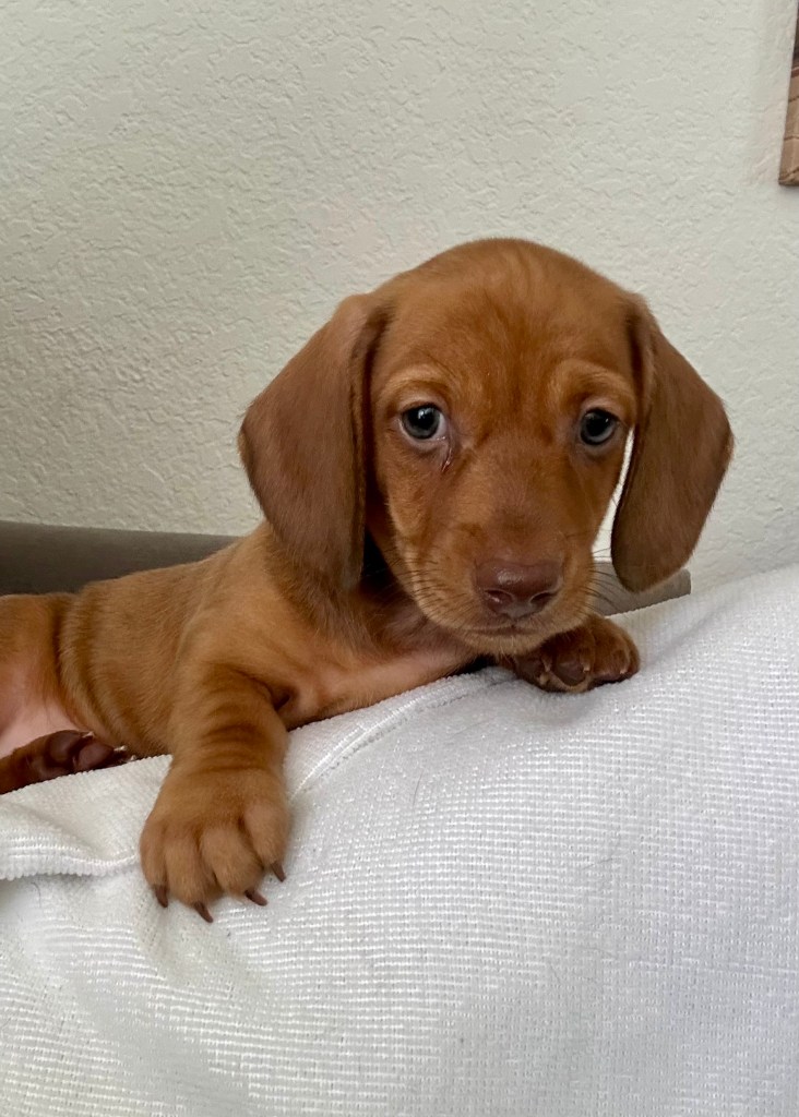 “Kindness” - 6 weeks and 1 day old (Reserved)