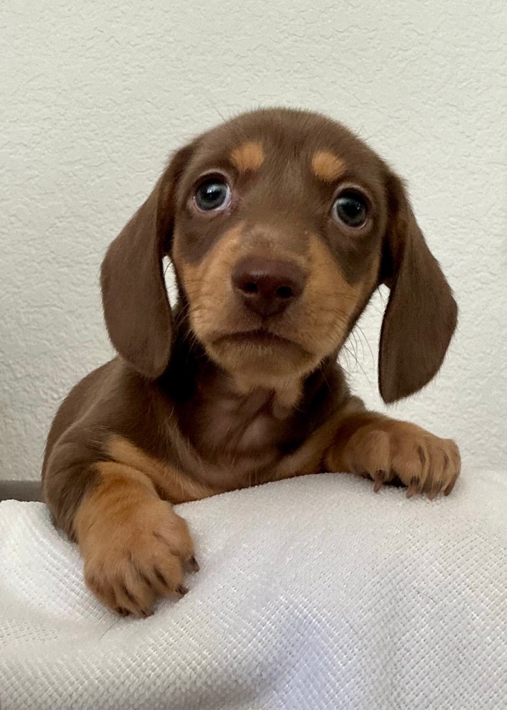 “Peace” - 6 weeks and 1 day old