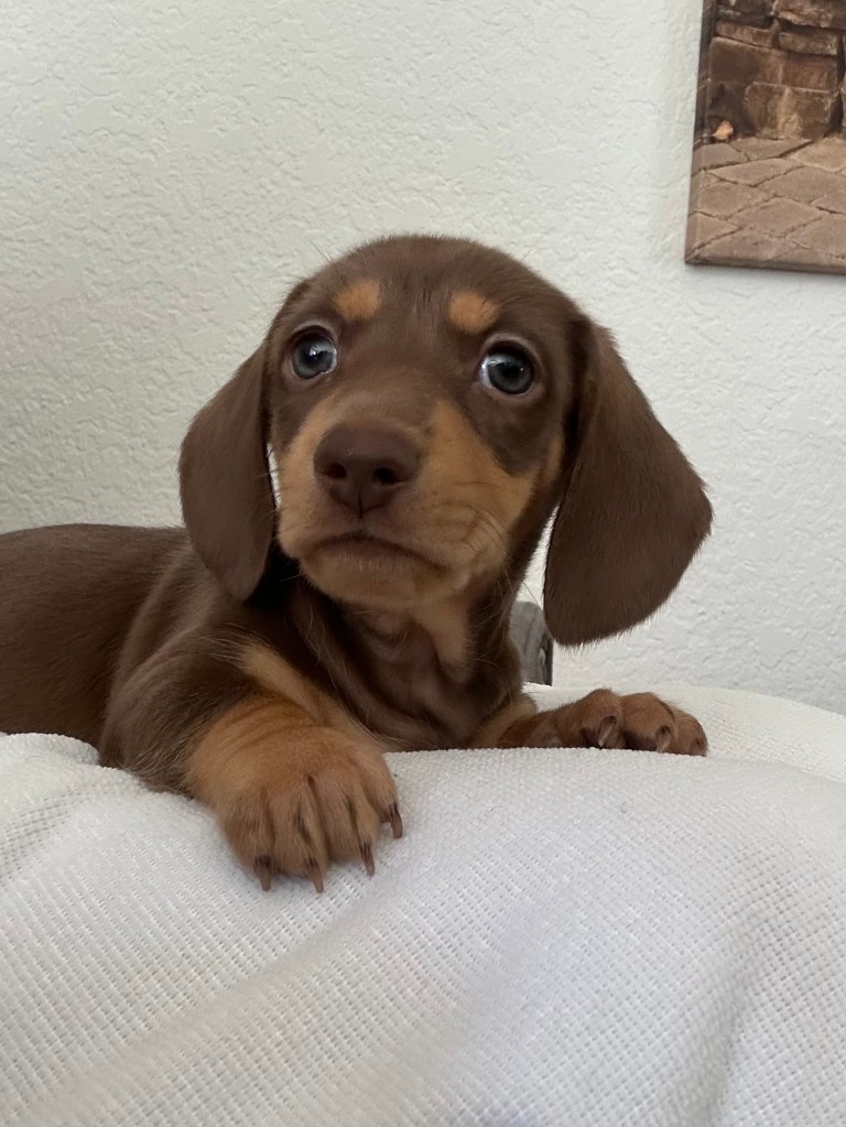 “Peace” - 6 weeks and 1 day old