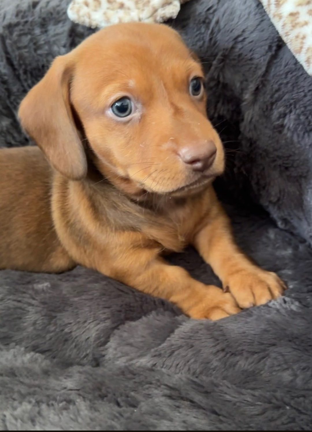 puppy Dachshund sale - DeLorenzo Dachshund