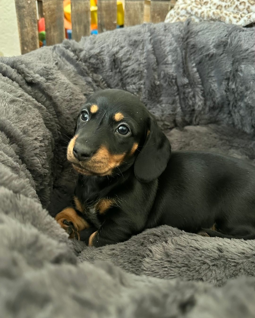 puppy - DeLorenzo Dachshund