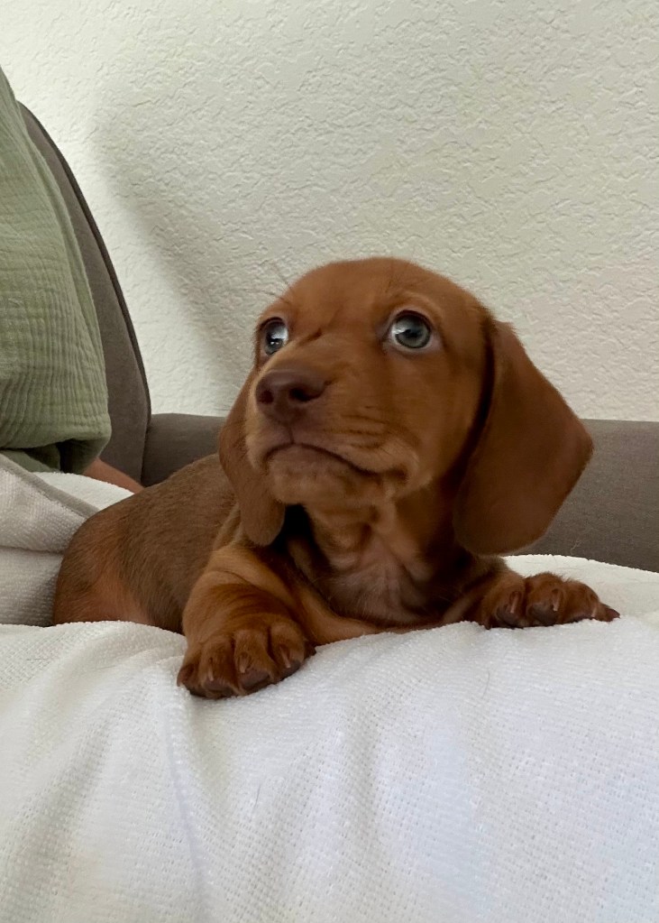 puppy dog for sale - DeLorenzo Dachshund