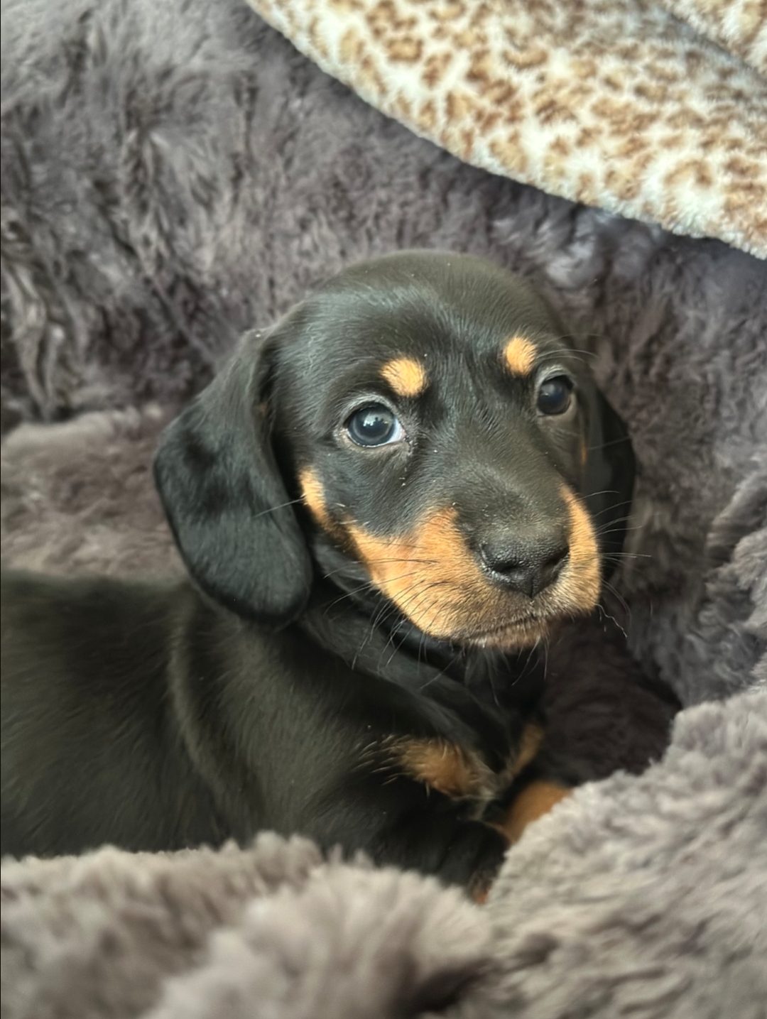 puppy for sale - DeLorenzo Dachshund
