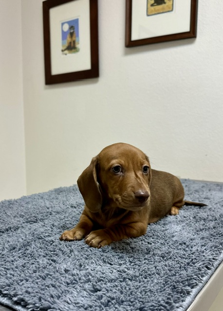 dog on couch